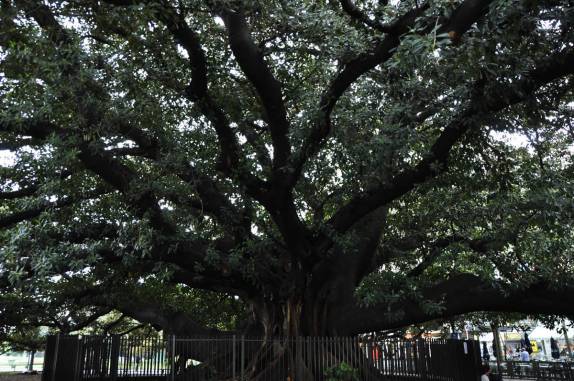 A gigantesca e centenária figueira da Recoleta, em Buenos Aires, na Argentina